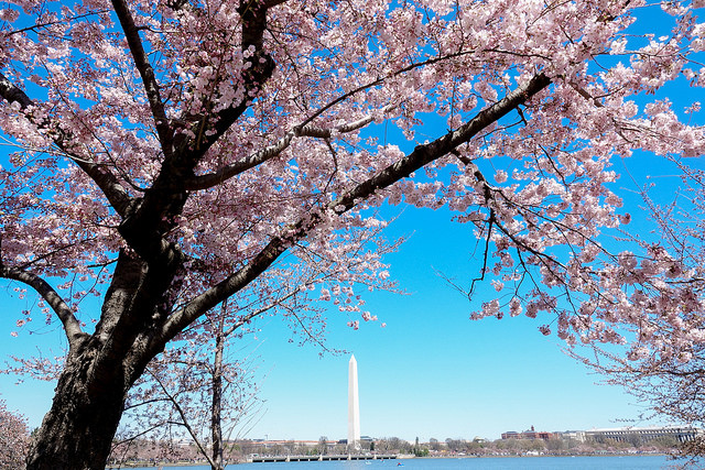 Hoa anh đào Nhật sắp nở rộ giữa Washington D.C.